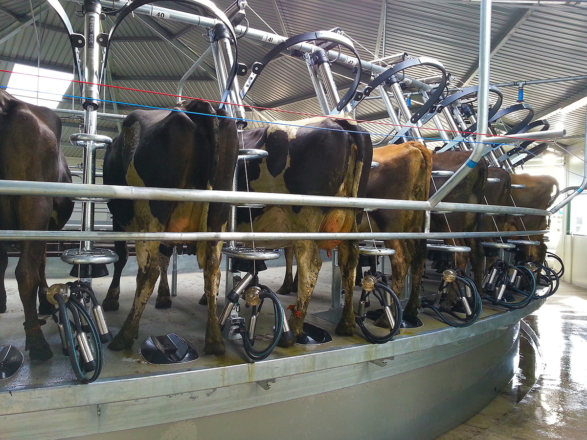 Gallery Waikato Bromley Dairy and Pumps